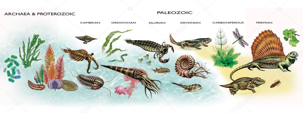 Paleozoyik Yaşam Döngüsü