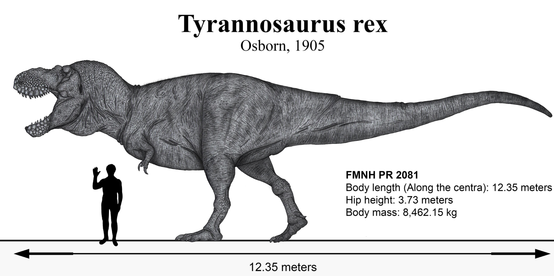 Tyrannosaurus rex Boyut Karşılaştırması
